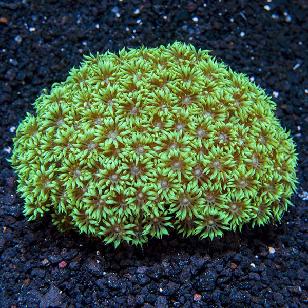 Flower Pot Coral, Short Polyp, Green